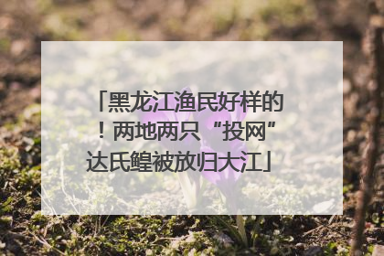 黑龙江渔民好样的！两地两只“投网”达氏鳇被放归大江