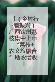 （乡村行·看振兴）广西钦州荔枝集中上市 “荔枝+农文旅融合”助农增收